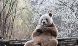 七仔粉丝爆料视频,揭秘七仔幕后故事